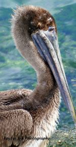 Pecky The Pelican